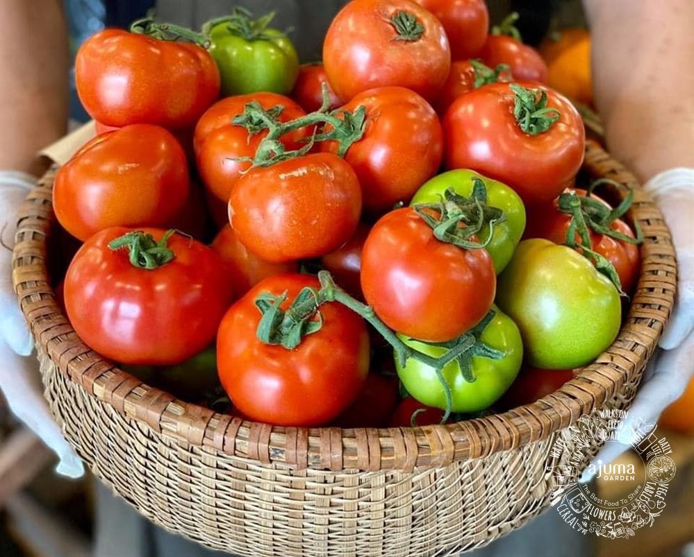 chăm sóc và thu hoạch cà chua tại nhà chăm sóc và thu hoạch cà chua tại nhà
