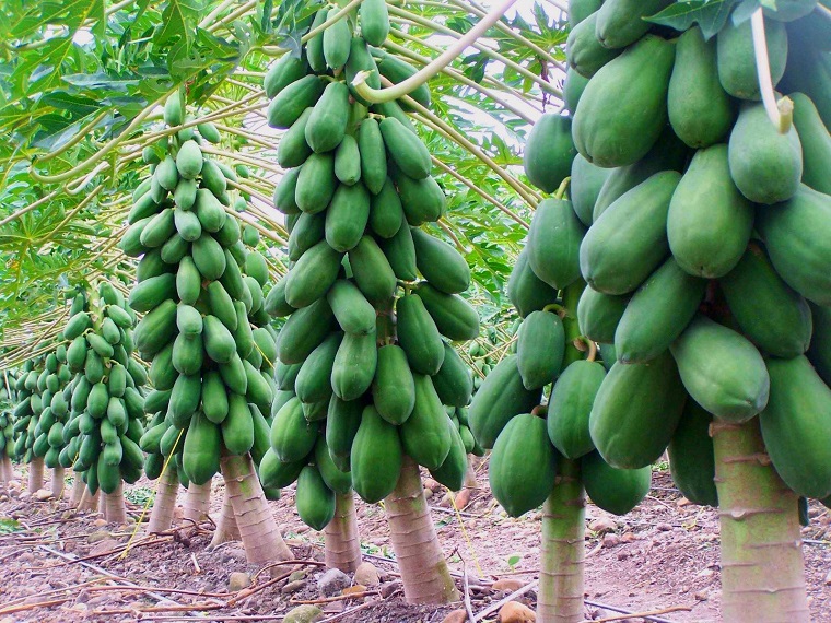 Các giống cây ăn quả năng suất cao cho hộ gia đình