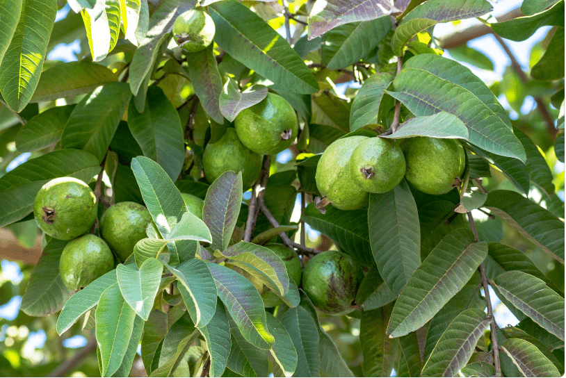 Các giống cây ăn quả năng suất cao cho hộ gia đình