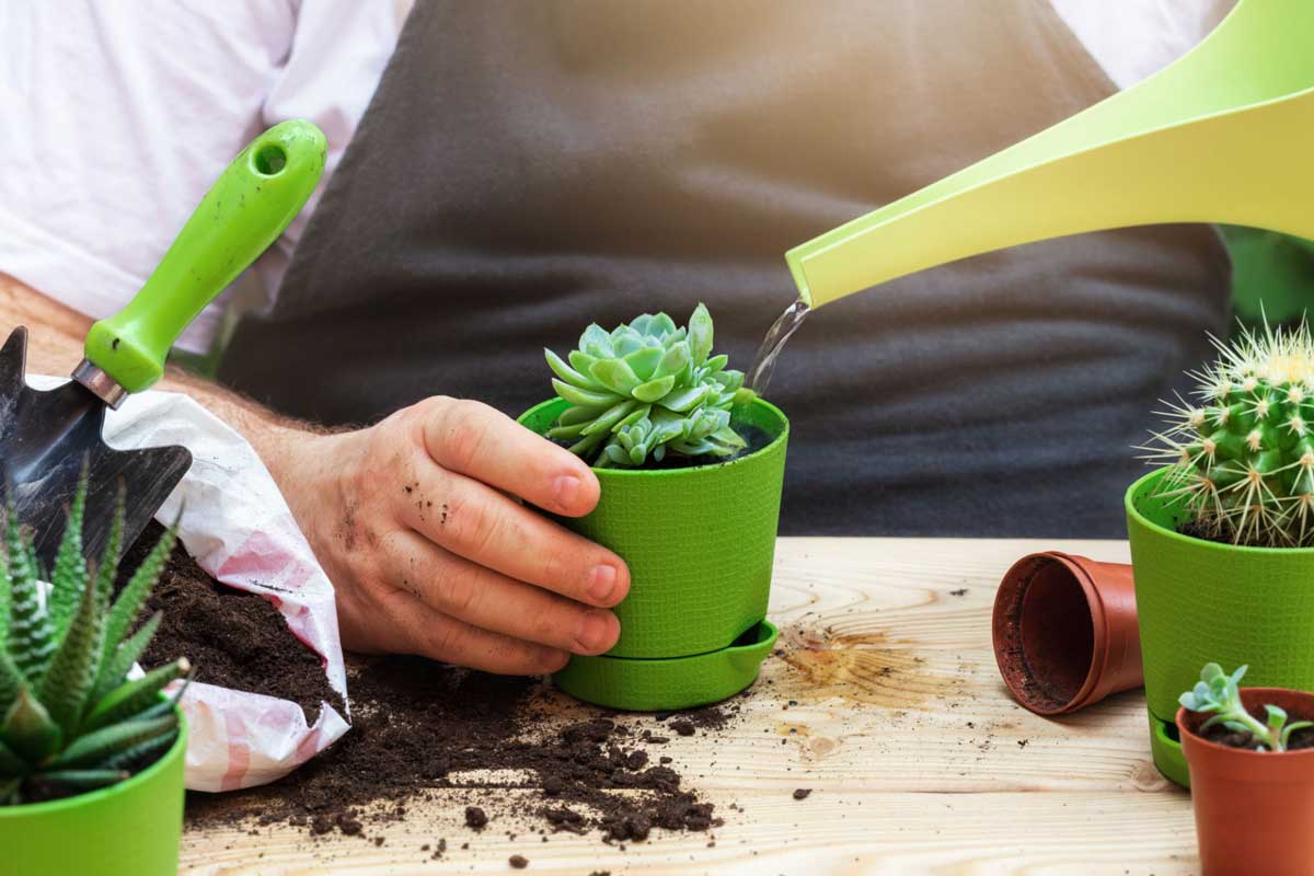 cây sen đá dễ trồng cây sen đá dễ trồng