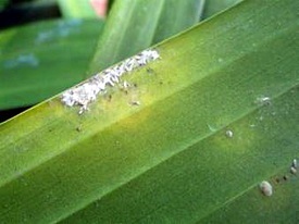Cách Phòng Trừ Bệnh Rệp Sáp Trên Cây Trồng Cách Phòng Trừ Bệnh Rệp Sáp Trên Cây Trồng