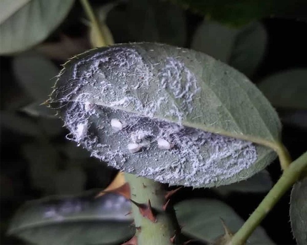 Cách Phòng Trừ Bệnh Rệp Sáp Trên Cây Trồng Cách Phòng Trừ Bệnh Rệp Sáp Trên Cây Trồng