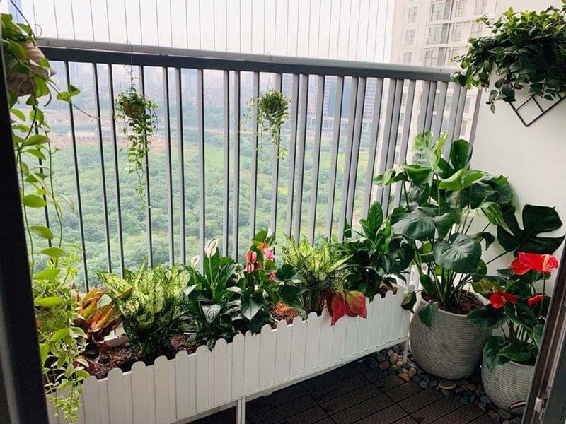 Trang trí ban công với cây treo dễ chăm Trang trí ban công với cây treo dễ chăm