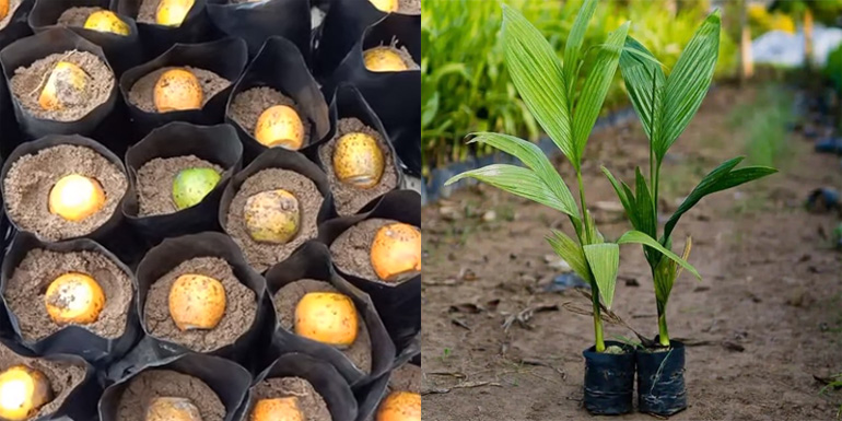 Cách ươm giống cây ăn quả tại nhà Cách ươm giống cây ăn quả tại nhà