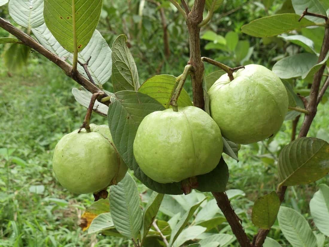 Cách ươm giống cây ăn quả tại nhà Cách ươm giống cây ăn quả tại nhà