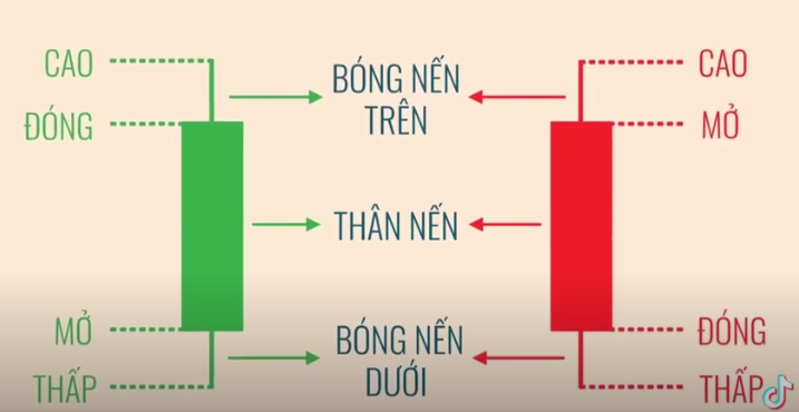CẤU TRÚC CỦA MỘT CÂY NẾN CẤU TRÚC CỦA MỘT CÂY NẾN