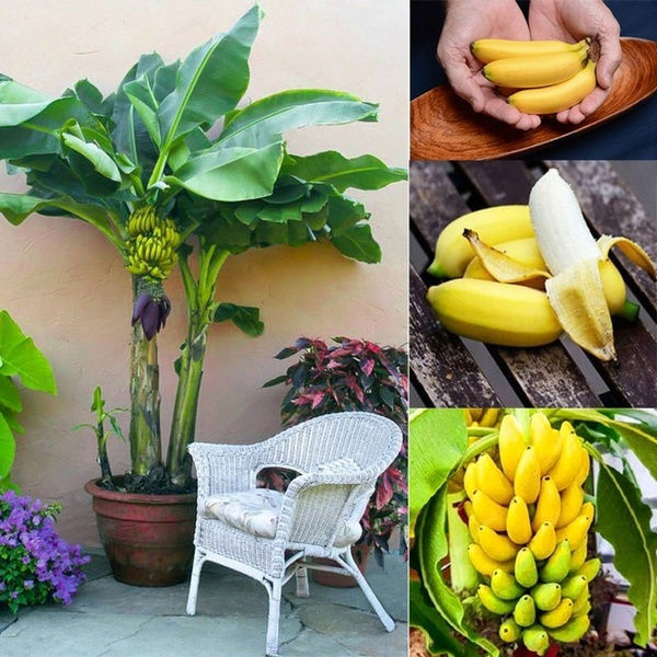 Cây ăn trái không hạt phổ biến hiện nay Cây ăn trái không hạt phổ biến hiện nay