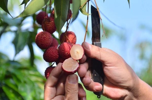 Cây ăn trái không hạt phổ biến hiện nay Cây ăn trái không hạt phổ biến hiện nay