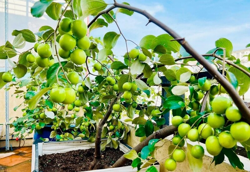 Cây ăn trái cho trái to, vị ngọt dễ trồng Cây ăn trái cho trái to, vị ngọt dễ trồng