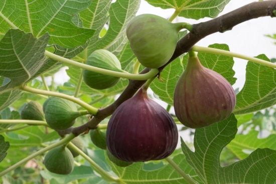 Cây ăn trái cho trái to, vị ngọt dễ trồng Cây ăn trái cho trái to, vị ngọt dễ trồng