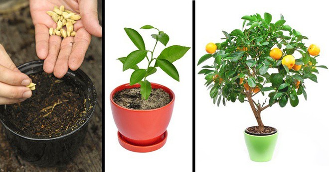 Cây ăn trái cho trái to, vị ngọt dễ trồng Cây ăn trái cho trái to, vị ngọt dễ trồng