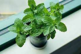 cây bạc hà cây bạc hà