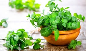 cây bạc hà cây bạc hà