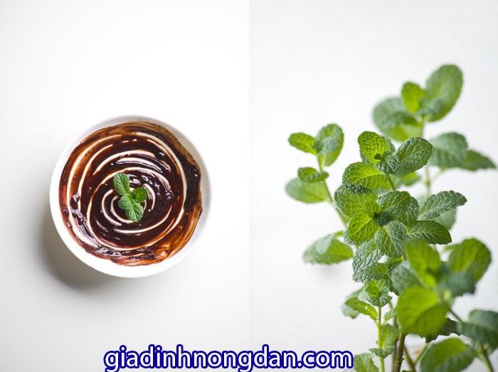 Cây Bạc Hà Tinh Dầu Cây Bạc Hà Tinh Dầu