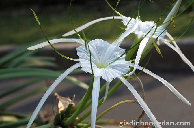 Cây Bạch Trinh Biển Cây Bạch Trinh Biển