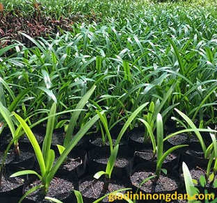 Cây Bạch Trinh Biển Cây Bạch Trinh Biển