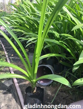 Cây Bạch Trinh Biển Cây Bạch Trinh Biển