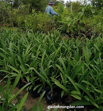 Cây Bạch Trinh Biển Cây Bạch Trinh Biển