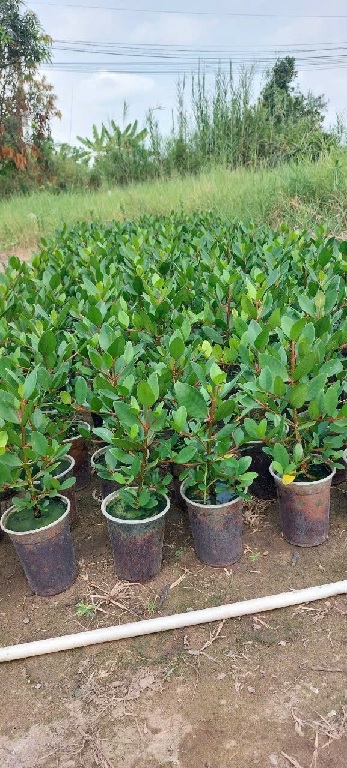Cây bần ổi - cây giống Cây bần ổi - cây giống