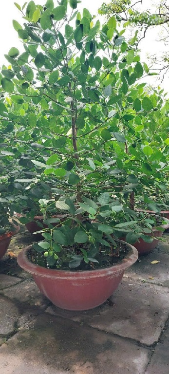 Cây bần ổi - cây giống Cây bần ổi - cây giống