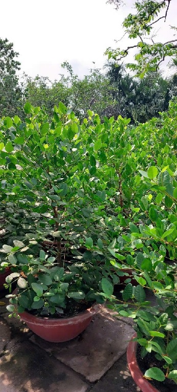 Cây bần ổi - cây giống Cây bần ổi - cây giống