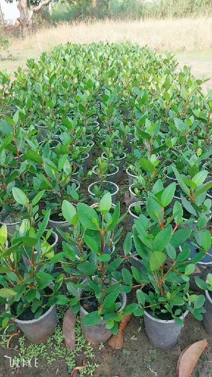 Cây bần ổi - cây giống Cây bần ổi - cây giống
