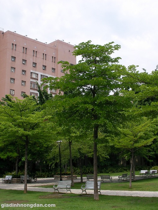 Cây Bàng Đài Loan