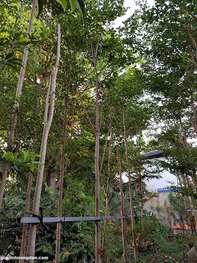 Cây Bàng Đài Loan