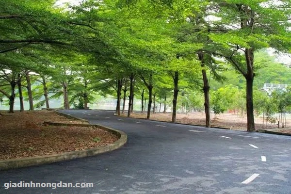 Cây Bàng Đài Loan
