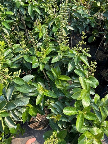 Cây Bằng Lăng Thái Cây Bằng Lăng Thái