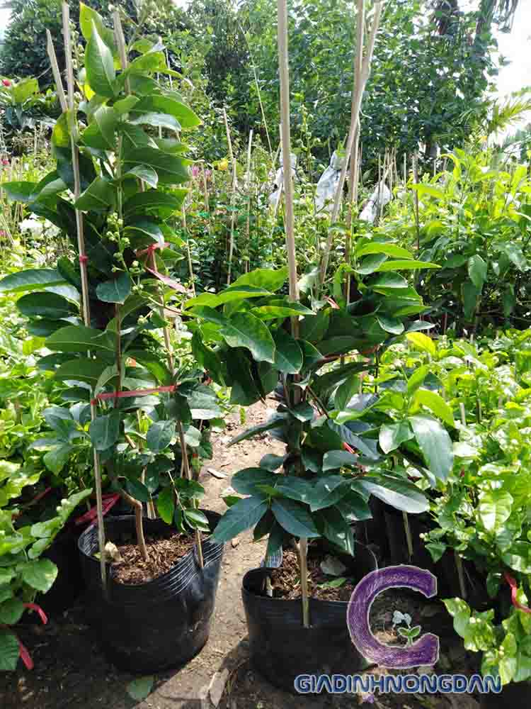 Cây Bằng Lăng Thái Cây Bằng Lăng Thái