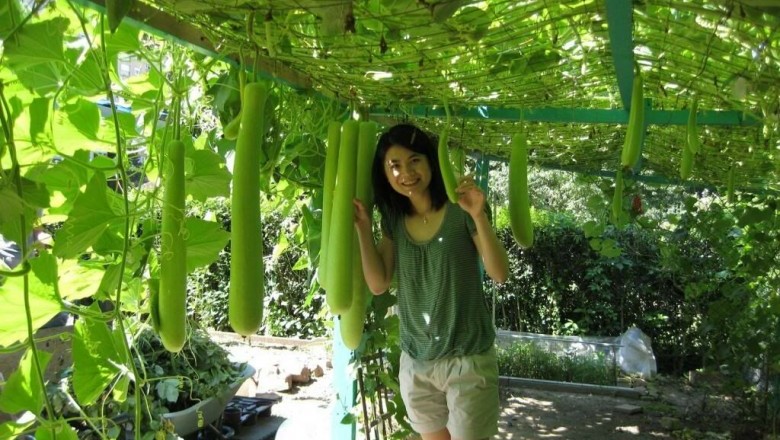 Kỹ Thuật Trồng Cây Bầu Sao