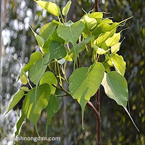 Cây Bồ Đề Cây Bồ Đề