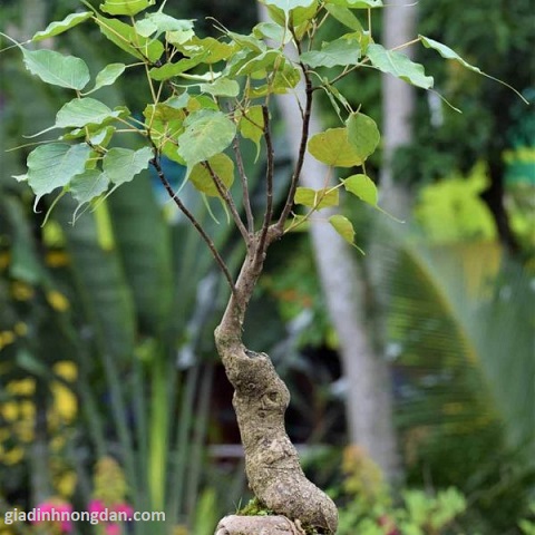 Cây Bồ Đề Cây Bồ Đề