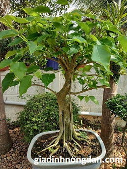 Cây Bồ Đề Cây Bồ Đề