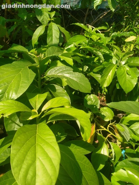 Cây Bơ Giống Cây Bơ Giống
