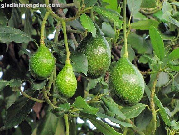 Cây Bơ Giống Cây Bơ Giống