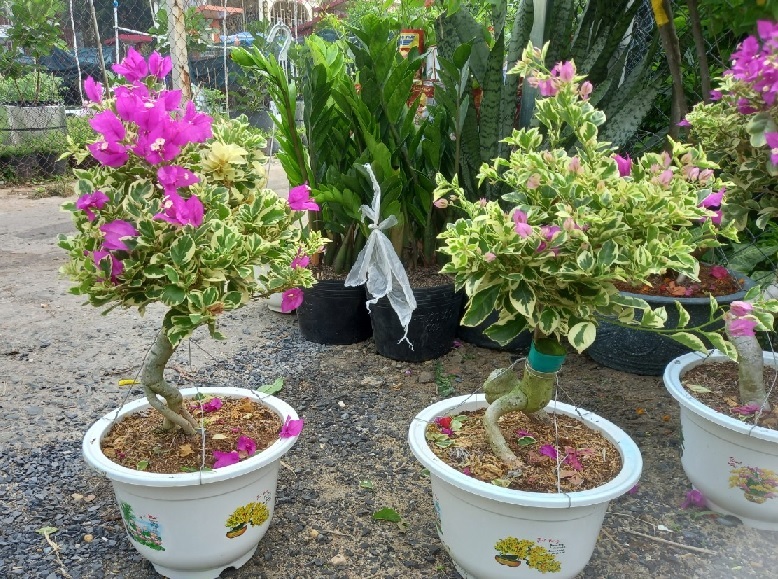 cây bông giấy cẩm thạch cây bông giấy cẩm thạch