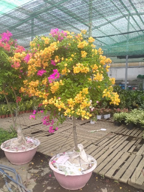 Cây Bông Giấy Ngũ Sắc (hoa 5 màu) Cây Bông Giấy Ngũ Sắc (hoa 5 màu)