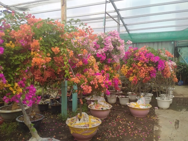 Cây Bông Giấy Ngũ Sắc (hoa 5 màu) Cây Bông Giấy Ngũ Sắc (hoa 5 màu)