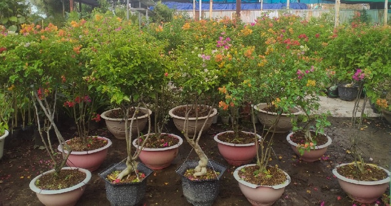 Cây Bông Giấy Ngũ Sắc (hoa 5 màu) Cây Bông Giấy Ngũ Sắc (hoa 5 màu)