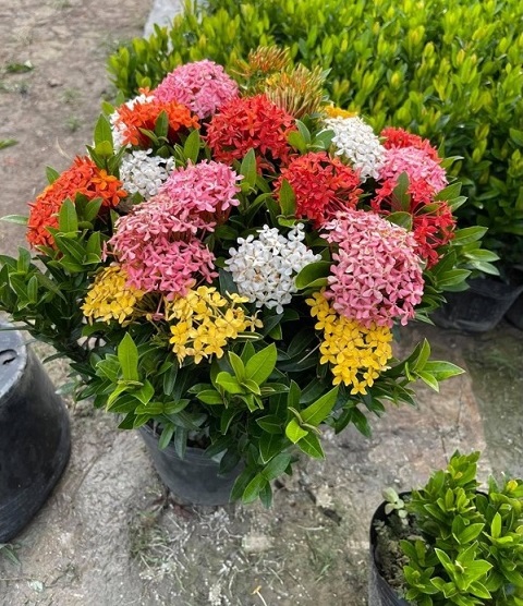 Cây Trang Thái Ngũ Sắc (bông trang 5 màu)
