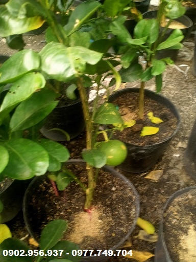 Cây Bưởi Da Xanh Cây Bưởi Da Xanh