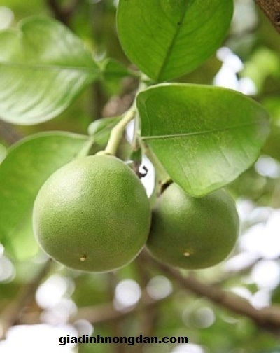Cây Bưởi Da Xanh Cây Bưởi Da Xanh