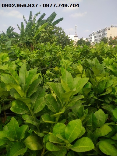 Cây Bưởi Da Xanh Cây Bưởi Da Xanh