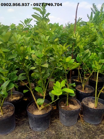 Cây Bưởi Da Xanh Cây Bưởi Da Xanh
