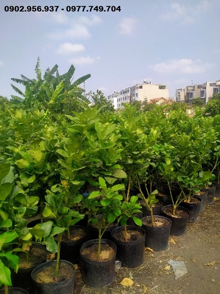 Cây Bưởi Da Xanh Cây Bưởi Da Xanh