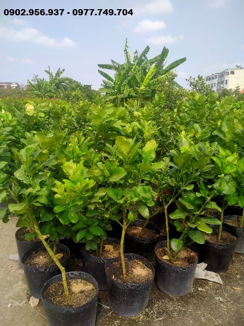 Cây Bưởi Da Xanh Cây Bưởi Da Xanh