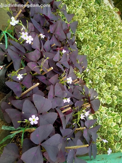 Cây Bướm Đêm Cây Bướm Đêm