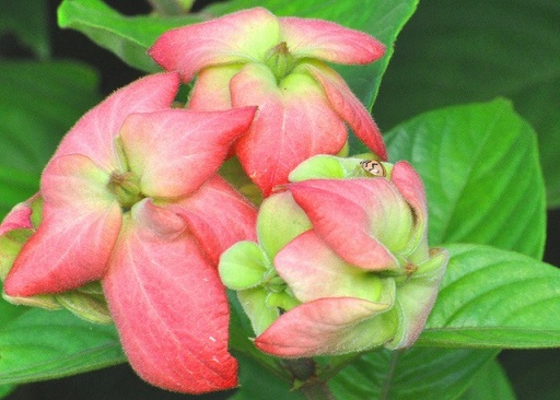 Cây Bướm Hồng Cây Bướm Hồng